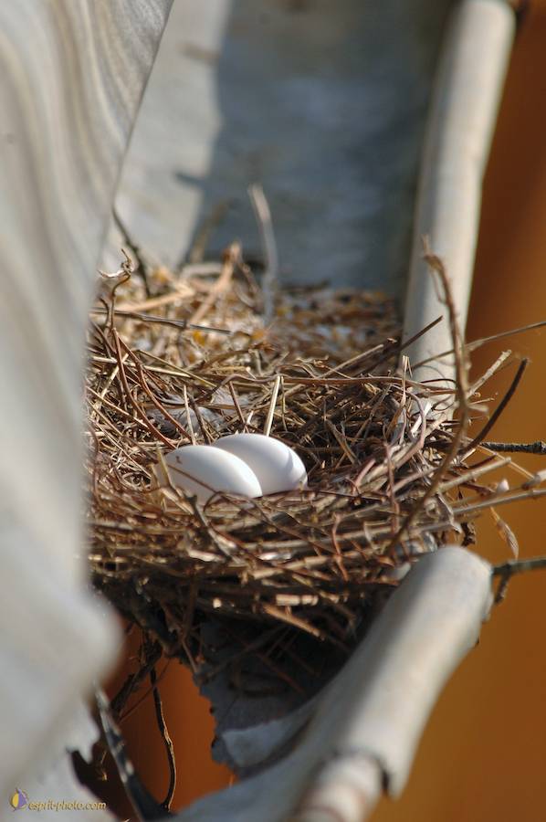 Nom de l'image : D2182982_1_(c)Norbert-JUNG — Description :